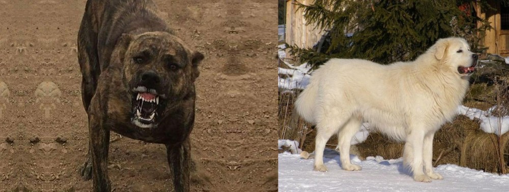 Slovak Cuvac vs Dogo Sardesco - Breed Comparison