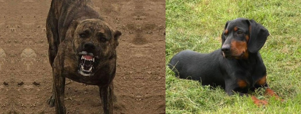 Slovakian Hound vs Dogo Sardesco - Breed Comparison