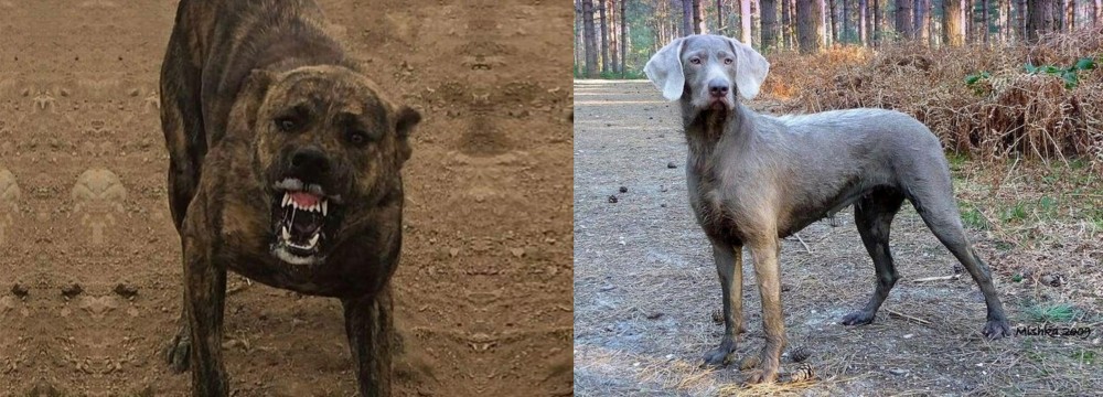 Slovensky Hrubosrsty Stavac vs Dogo Sardesco - Breed Comparison