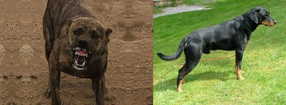 Smalandsstovare vs Dogo Sardesco - Breed Comparison