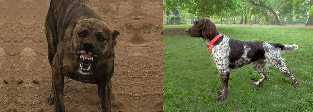 Small Munsterlander vs Dogo Sardesco - Breed Comparison