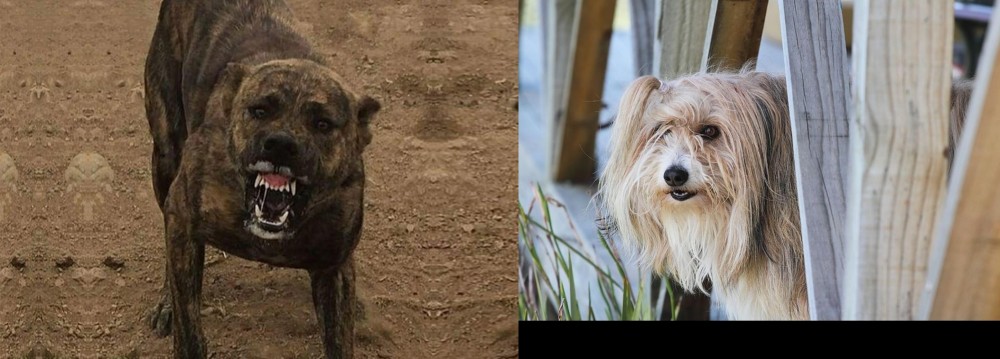 Smithfield vs Dogo Sardesco - Breed Comparison