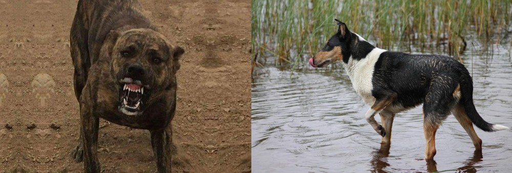Smooth Collie vs Dogo Sardesco - Breed Comparison