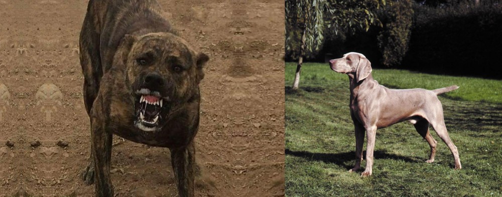 Smooth Haired Weimaraner vs Dogo Sardesco - Breed Comparison