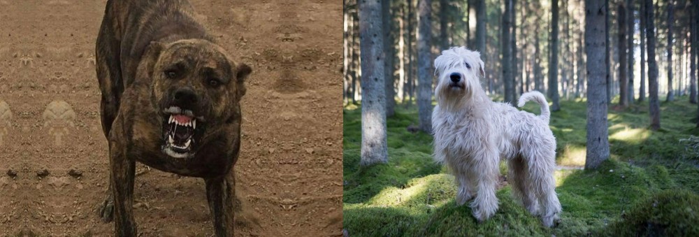 Soft-Coated Wheaten Terrier vs Dogo Sardesco - Breed Comparison