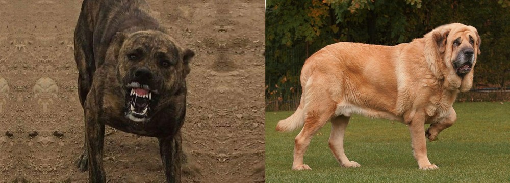 Spanish Mastiff vs Dogo Sardesco - Breed Comparison