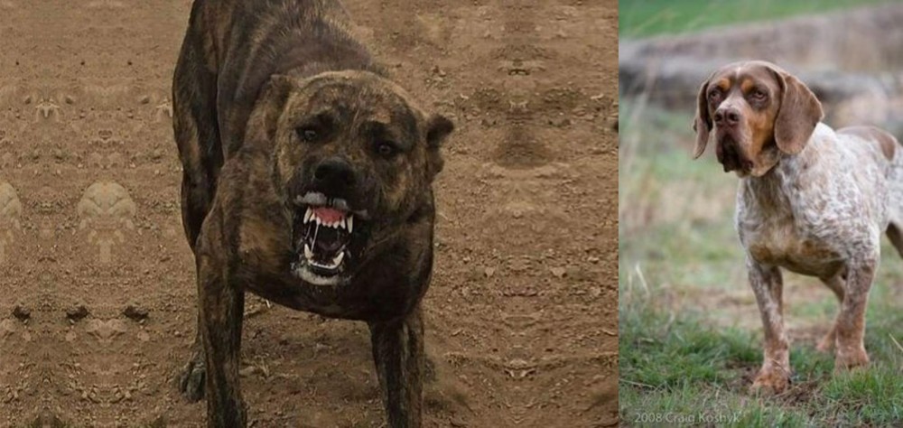 Spanish Pointer vs Dogo Sardesco - Breed Comparison