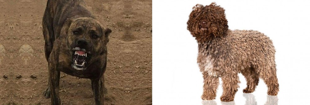Spanish Water Dog vs Dogo Sardesco - Breed Comparison