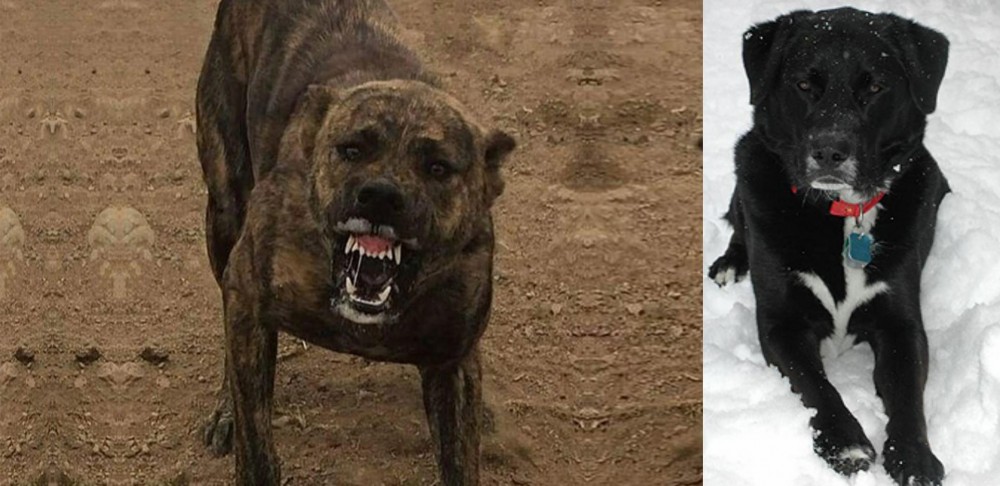 St. John's Water Dog vs Dogo Sardesco - Breed Comparison