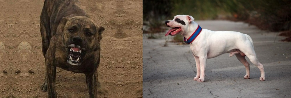 Staffordshire Bull Terrier vs Dogo Sardesco - Breed Comparison