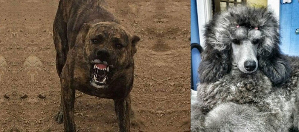 Standard Poodle vs Dogo Sardesco - Breed Comparison