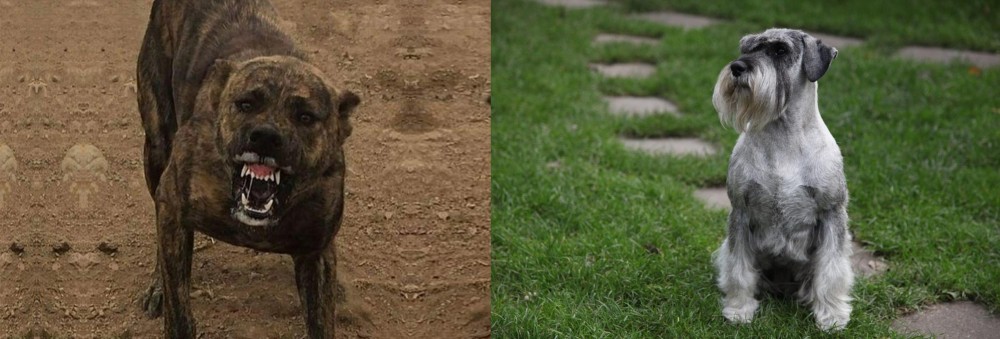 Standard Schnauzer vs Dogo Sardesco - Breed Comparison