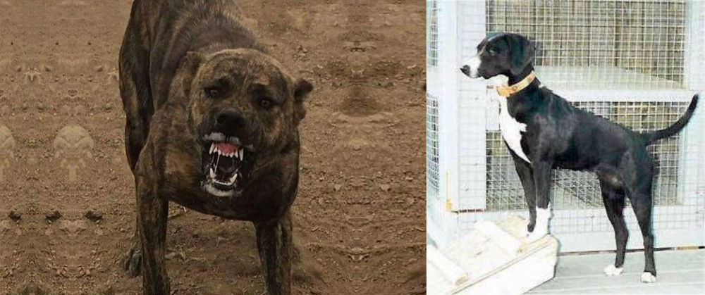 Stephens Stock vs Dogo Sardesco - Breed Comparison