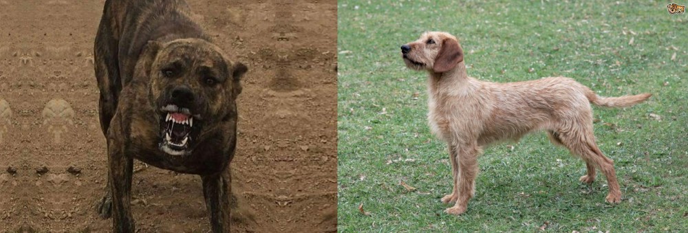 Styrian Coarse Haired Hound vs Dogo Sardesco - Breed Comparison