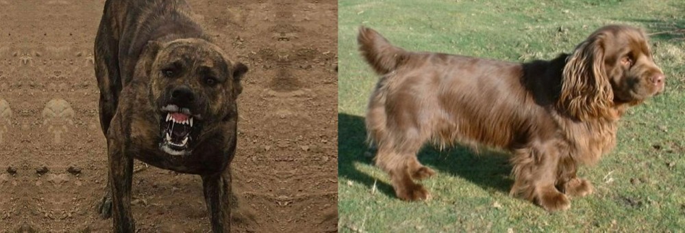 Sussex Spaniel vs Dogo Sardesco - Breed Comparison