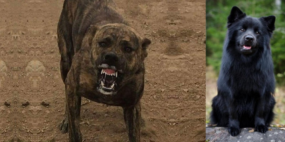 Swedish Lapphund vs Dogo Sardesco - Breed Comparison