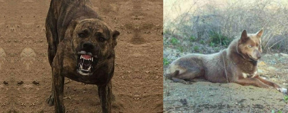 Tahltan Bear Dog vs Dogo Sardesco - Breed Comparison