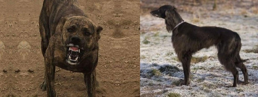Taigan vs Dogo Sardesco - Breed Comparison