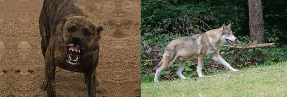Tamaskan vs Dogo Sardesco - Breed Comparison