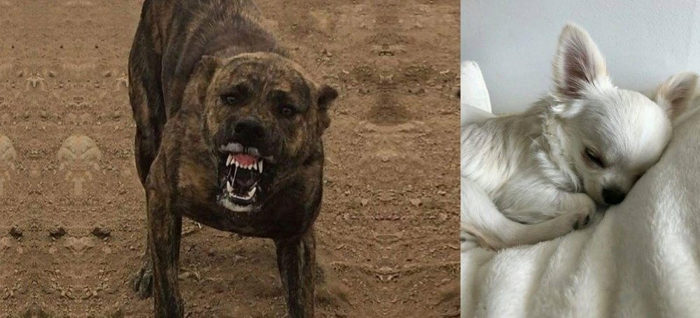 Tea Cup Chihuahua vs Dogo Sardesco - Breed Comparison