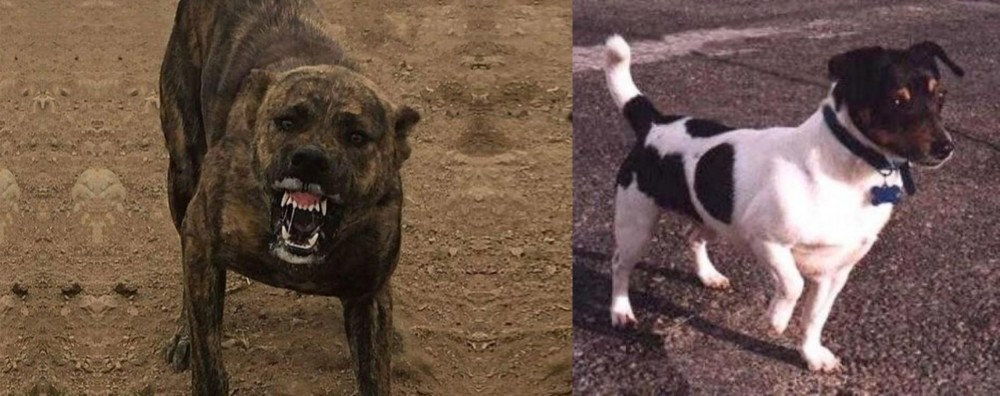 Teddy Roosevelt Terrier vs Dogo Sardesco - Breed Comparison
