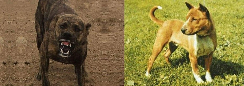Telomian vs Dogo Sardesco - Breed Comparison