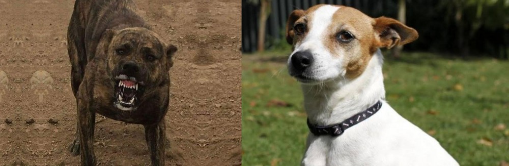 Tenterfield Terrier vs Dogo Sardesco - Breed Comparison