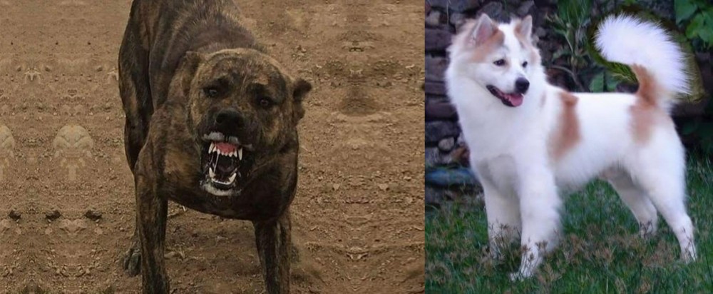 Thai Bangkaew vs Dogo Sardesco - Breed Comparison