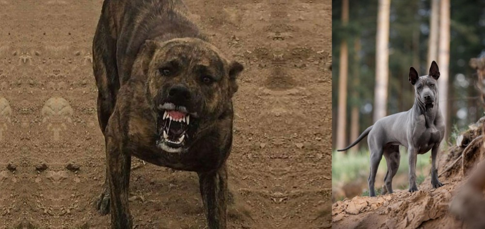 Thai Ridgeback vs Dogo Sardesco - Breed Comparison