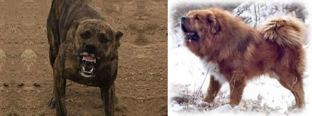 Tibetan Kyi Apso vs Dogo Sardesco - Breed Comparison
