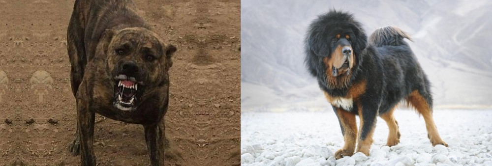 Tibetan Mastiff vs Dogo Sardesco - Breed Comparison