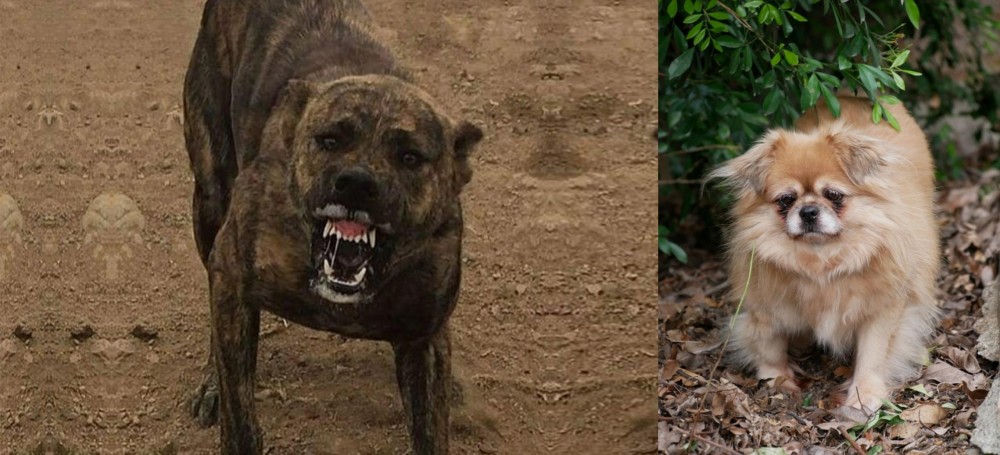 Tibetan Spaniel vs Dogo Sardesco - Breed Comparison