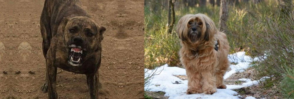 Tibetan Terrier vs Dogo Sardesco - Breed Comparison