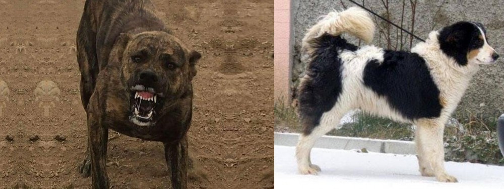 Tornjak vs Dogo Sardesco - Breed Comparison
