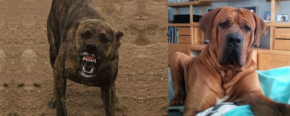Tosa vs Dogo Sardesco - Breed Comparison