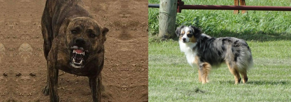 Toy Australian Shepherd vs Dogo Sardesco - Breed Comparison