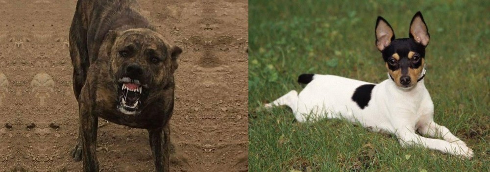 Toy Fox Terrier vs Dogo Sardesco - Breed Comparison
