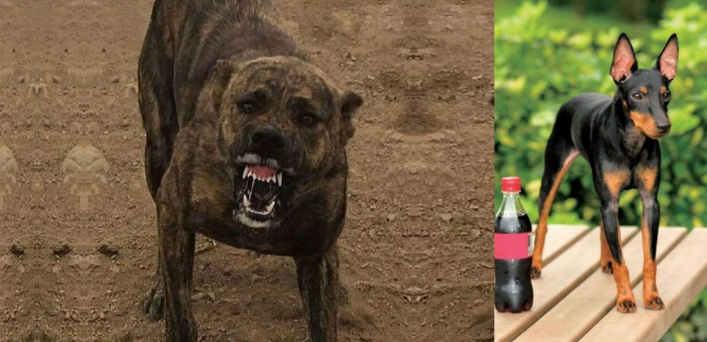 Toy Manchester Terrier vs Dogo Sardesco - Breed Comparison
