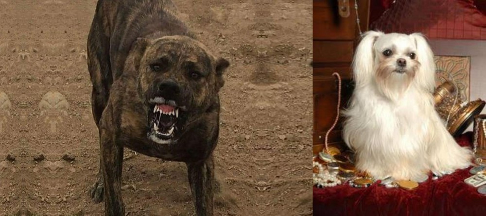 Toy Mi-Ki vs Dogo Sardesco - Breed Comparison