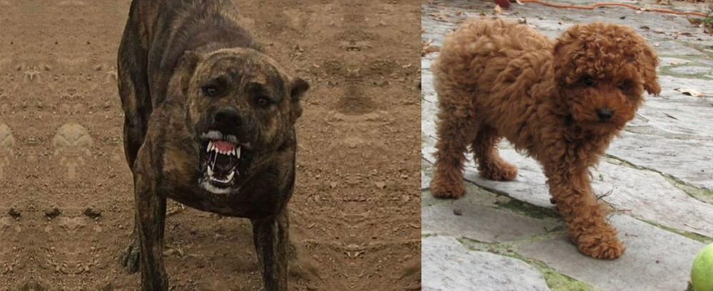 Toy Poodle vs Dogo Sardesco - Breed Comparison