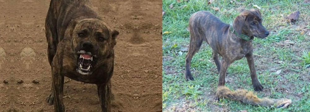 Treeing Cur vs Dogo Sardesco - Breed Comparison