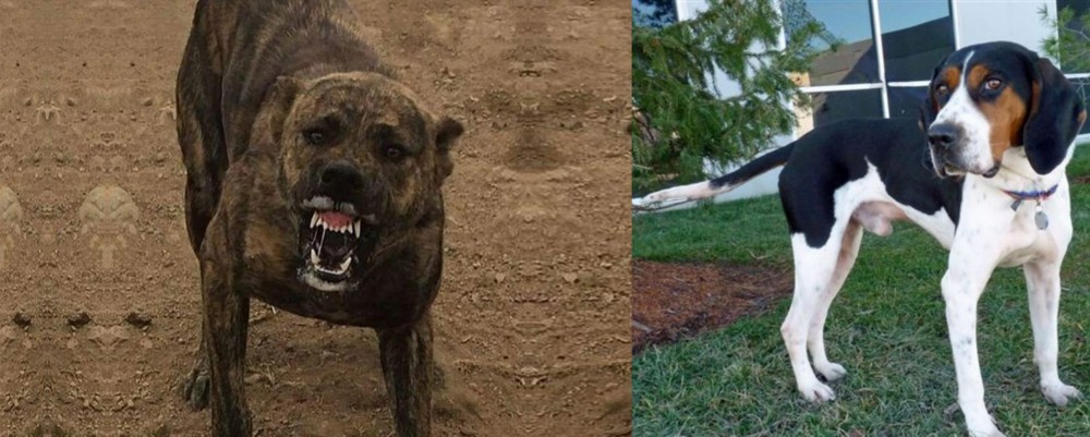 Treeing Walker Coonhound vs Dogo Sardesco - Breed Comparison