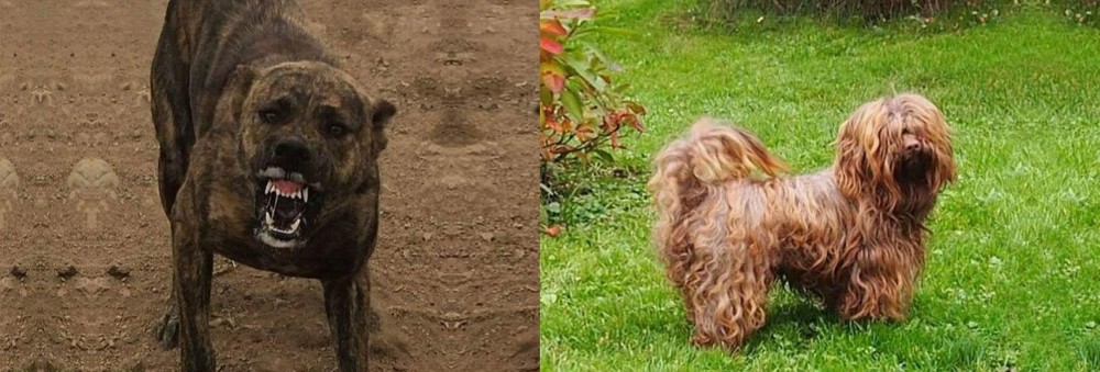 Tsvetnaya Bolonka vs Dogo Sardesco - Breed Comparison