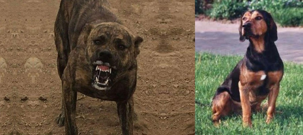 Tyrolean Hound vs Dogo Sardesco - Breed Comparison