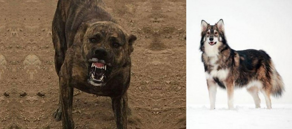 Utonagan vs Dogo Sardesco - Breed Comparison