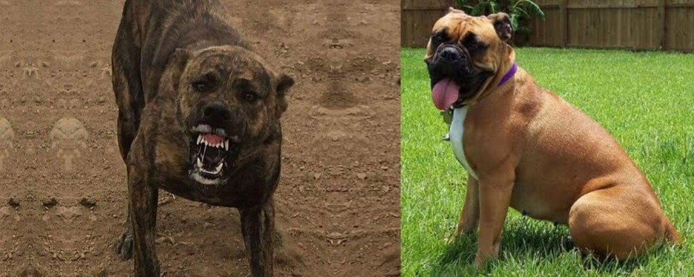 Valley Bulldog vs Dogo Sardesco - Breed Comparison