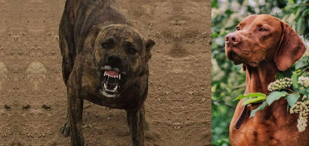 Vizsla vs Dogo Sardesco - Breed Comparison