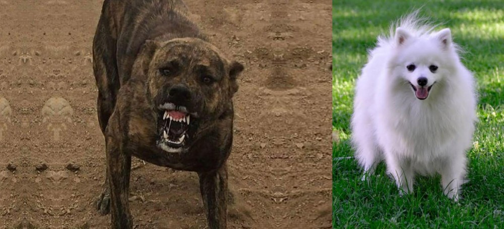 Volpino Italiano vs Dogo Sardesco - Breed Comparison
