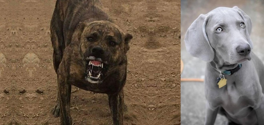 Weimaraner vs Dogo Sardesco - Breed Comparison