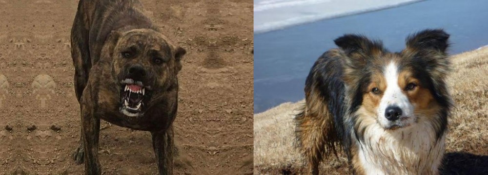 Welsh Sheepdog vs Dogo Sardesco - Breed Comparison